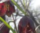 В Волго-Ахтубинской пойме расцвели краснокнижные цветы