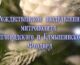 Рождественское поздравление митрополита Волгоградского и Камышинского Феодора